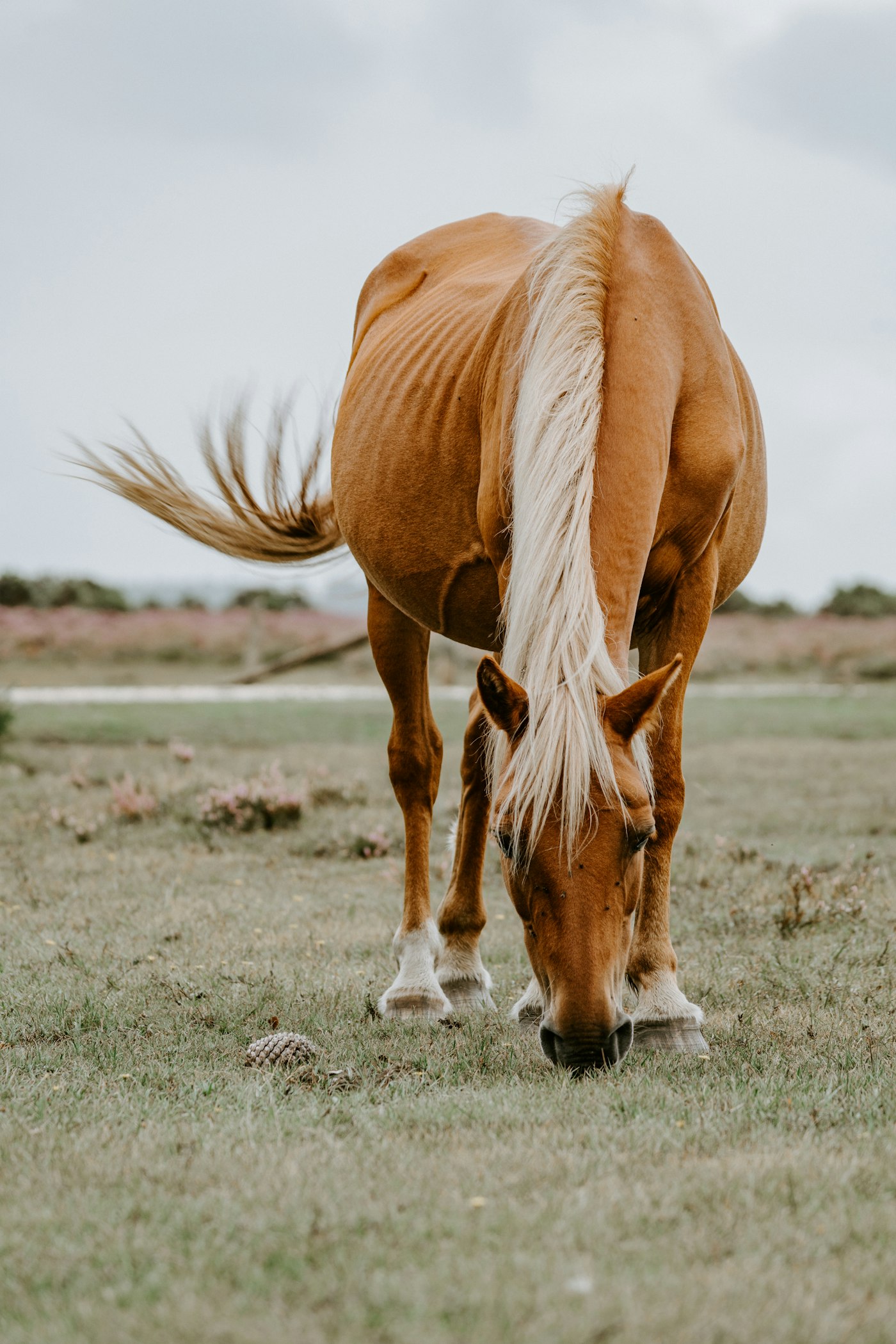 Horse and rider